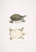 Jeune Trionyx valvulaire Trionyx punctata junior - John Edward Gray — vista dell’opera
