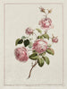 Rose der Provinz des Kohl - John Edwards — Ansicht des Kunstwerks
