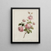 Rose der Provinz des Kohl - John Edwards — gerahmtes Bild an der Wand