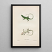 Anolis de Caroline - John Edwards Holbrook — quadro incorniciato alla parete