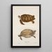 Tortue verte Chelonia mydas - John Edwards Holbrook — quadro incorniciato alla parete