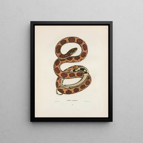 John Edwards Holbrook - Coluber guttatus.webp