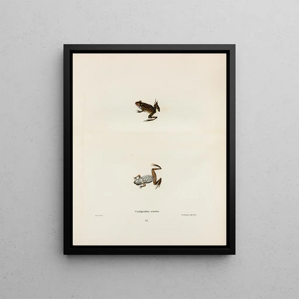 John Edwards Holbrook - Cystignathus ornatus.webp