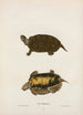 Tortue de Mobile - John Edwards Holbrook — vista dell’opera
