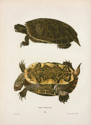 John Edwards Holbrook - Emys Oregoniensis.webp