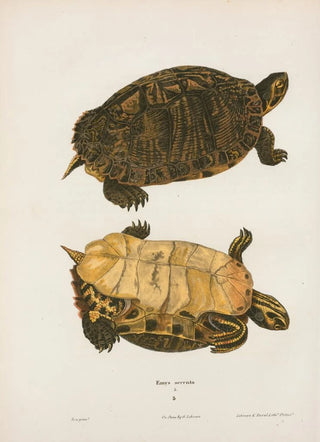 John Edwards Holbrook - Emys picta.webp