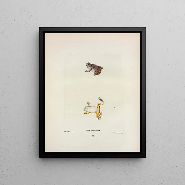 John Edwards Holbrook - Hyla delitescens.webp