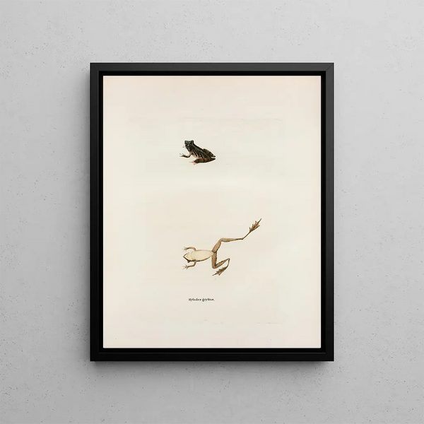 John Edwards Holbrook - Hylodes gryllus.webp