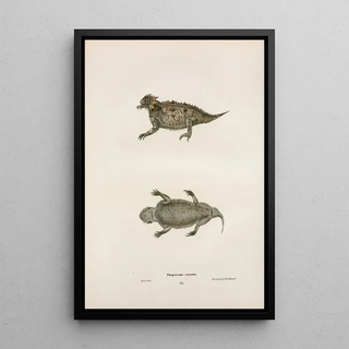 John Edwards Holbrook - Phrynosoma cornuta.webp