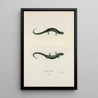 John Edwards Holbrook - Salamandra granulata.webp