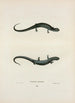 Salamander körnig - John Edwards Holbrook — Ansicht des Kunstwerks