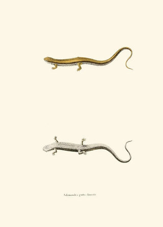 John Edwards Holbrook - Salamandra guttolineata.webp