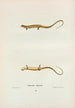 Salamandre longicaude - John Edwards Holbrook — Ansicht des Kunstwerks