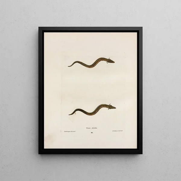 John Edwards Holbrook - Siren striata.webp