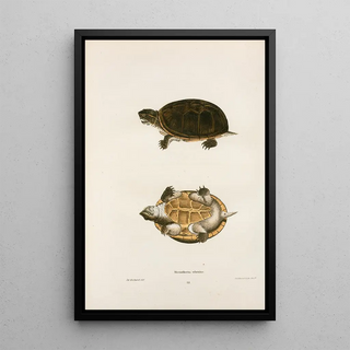 John Edwards Holbrook - Stenothoerus odoratus.webp