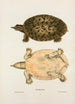 Tortue molle féroce - John Edwards Holbrook — Ansicht des Kunstwerks