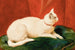 Eine weiße Katze - John Frederick Herring l'Ancien — Ansicht des Kunstwerks