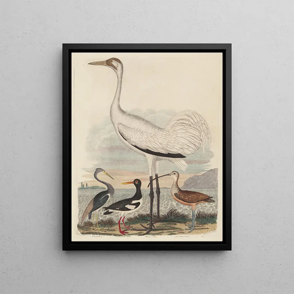 John G Warnicke - Louisiana Heron Pied Oystercatcher Hooping Crane and Longbilled Curlew.webp