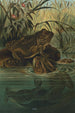 Grenouille-taureau - John George Wood — vista dell’opera