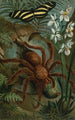 Krabben-Spinne oder Matoudou - John George Wood — Ansicht des Kunstwerks
