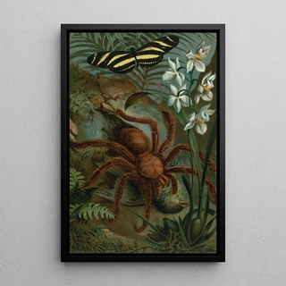 John George Wood - CrabSpider or Matoudou.webp