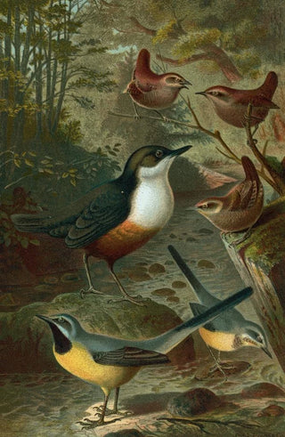 John George Wood - Dipper Wagtails and Wrens.webp