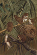 Souris des moissons - John George Wood — vista dell’opera