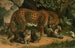 Leopardo - John George Wood — vista dell’opera