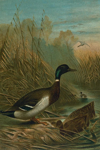 John George Wood - Mallard Duck.webp