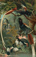 Tchitrec de paradis - John George Wood — vista dell’opera