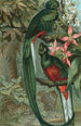 Trogon resplendissant - John George Wood — vista dell’opera