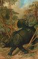Rhinocéros - John George Wood — vista dell’opera