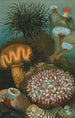 Anemonen der Meere - John George Wood — Ansicht des Kunstwerks