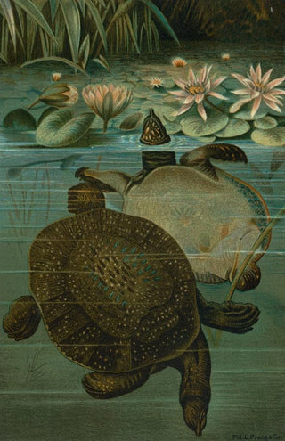 John George Wood - Soft Turtles.webp