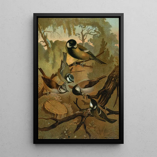 John George Wood - Titmice.webp