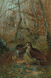 Bécasse - John George Wood — vista dell’opera