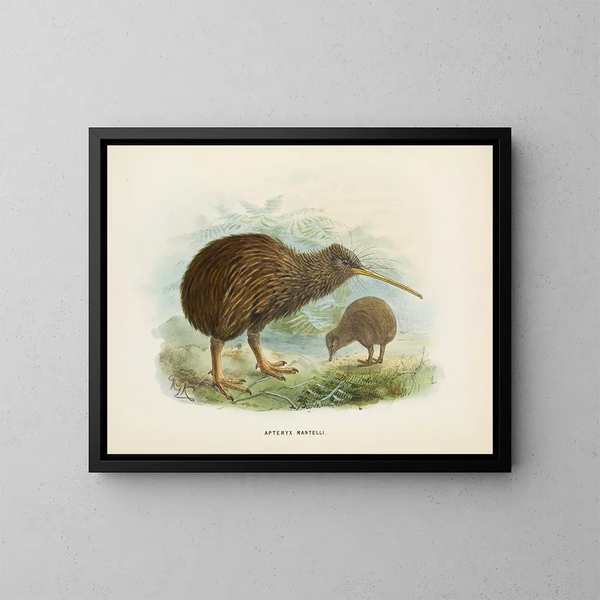 Apteryx von Mantell - John Gerrard Keulemans — gerahmtes Bild an der Wand