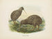 Apteryx oweni - John Gerrard Keulemans — vista dell’opera