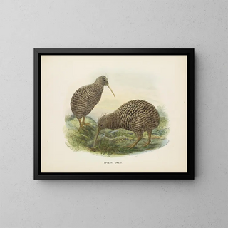 John Gerrard Keulemans - Apteryx oweni.webp