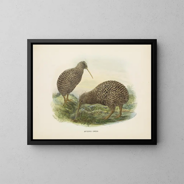 Apteryx oweni - John Gerrard Keulemans — gerahmtes Bild an der Wand