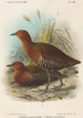 Vögel der Philippinen - John Gerrard Keulemans — Ansicht des Kunstwerks