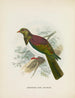Carpophaga della Nuova Zelanda - John Gerrard Keulemans — vista dell’opera