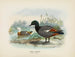 Casarca variegata Männchen und Weibchen - John Gerrard Keulemans — Ansicht des Kunstwerks