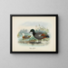 Casarca variegata Männchen und Weibchen - John Gerrard Keulemans — gerahmtes Bild an der Wand