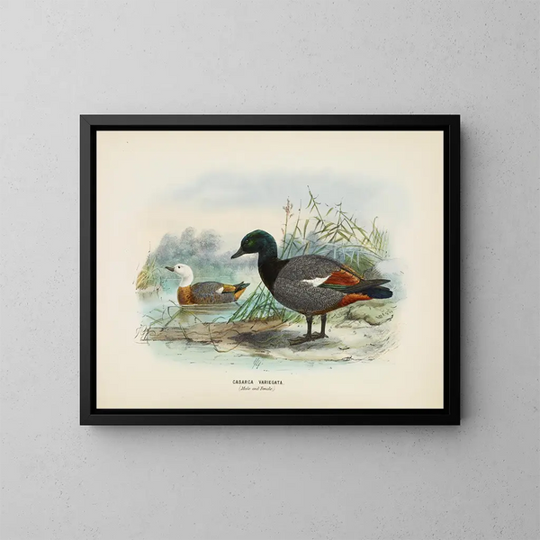 Casarca variegata Männchen und Weibchen - John Gerrard Keulemans — gerahmtes Bild an der Wand