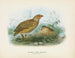 Caille della Nuova Zelanda maschio e femmina - John Gerrard Keulemans — vista dell’opera