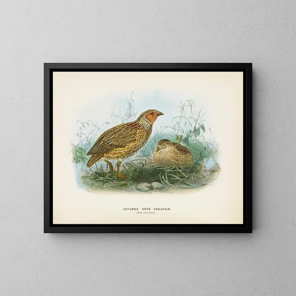 Caille de Nouvelle-Zélande mâle et femelle - John Gerrard Keulemans — gerahmtes Bild an der Wand