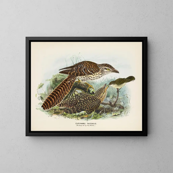Der junge ernährt vom grauen Amsel - John Gerrard Keulemans — gerahmtes Bild an der Wand