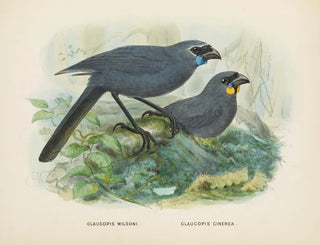 Glaucopis wilsoni e Glaucopis cinerea - John Gerrard Keulemans — vista dell’opera