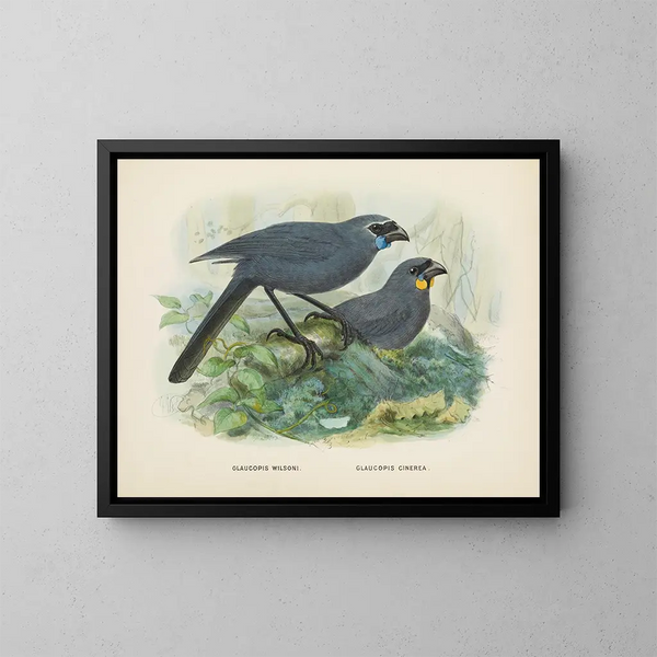 Glaucopis wilsoni und Glaucopis cinerea - John Gerrard Keulemans — gerahmtes Bild an der Wand